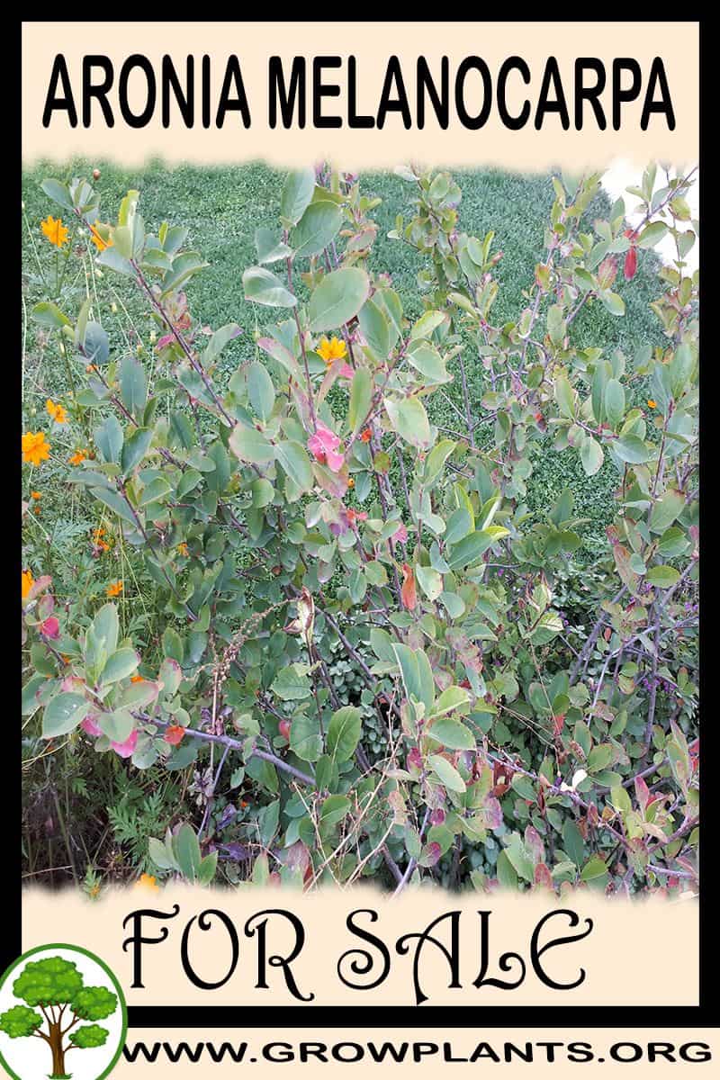 Aronia melanocarpa