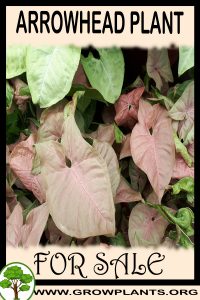 Arrowhead plant for sale