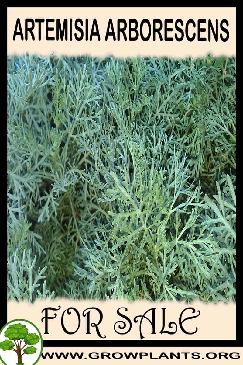 Artemisia arborescens