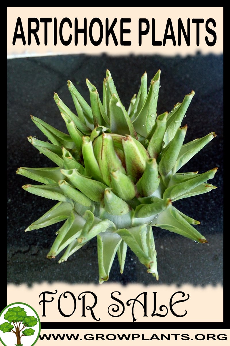 Artichoke plants