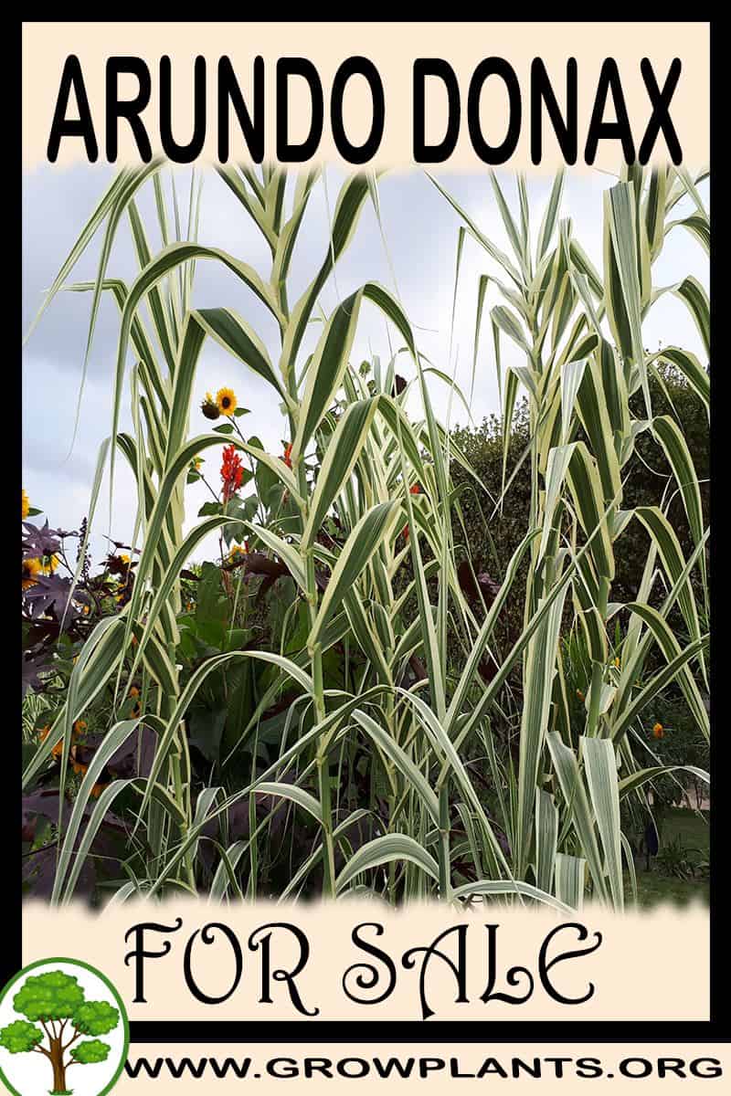Arundo donax