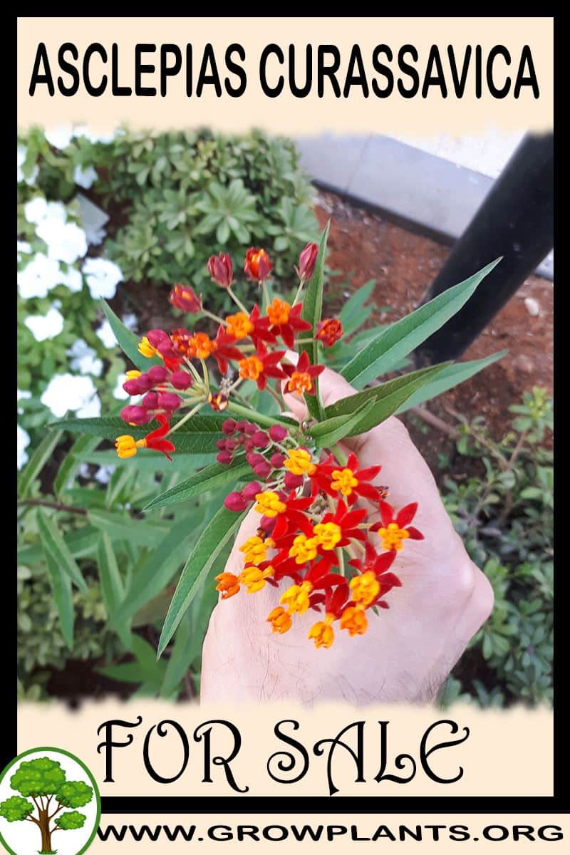 Asclepias curassavica