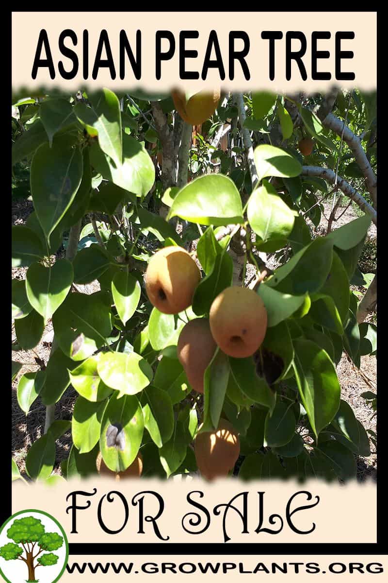 Asian pear tree