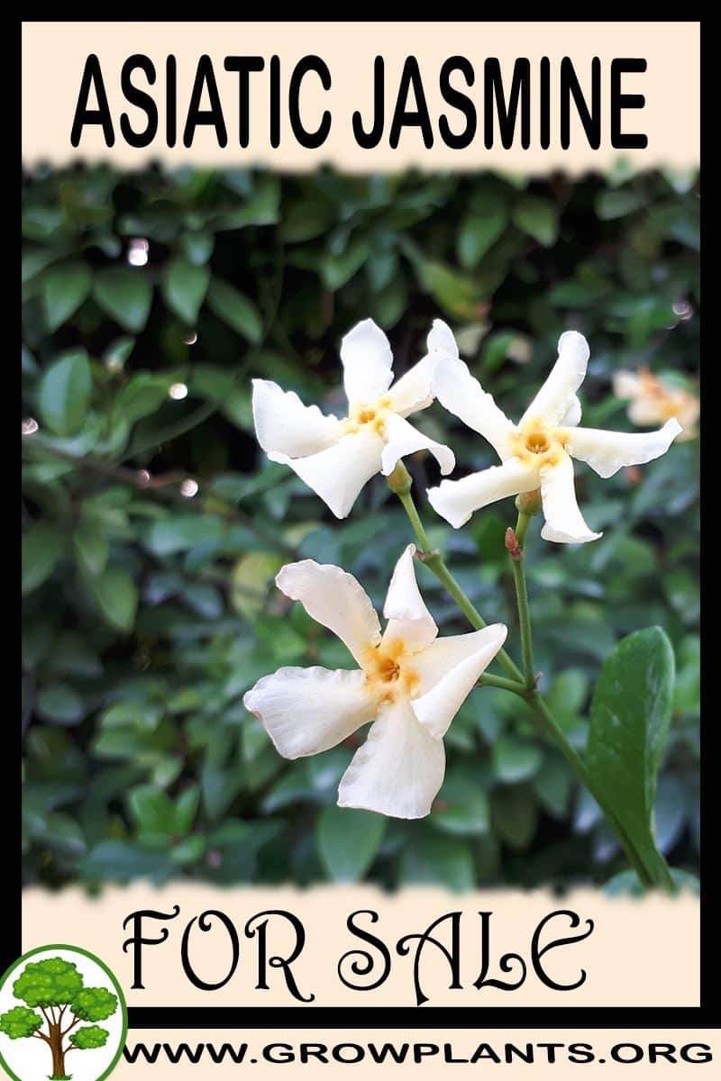 Asiatic jasmine