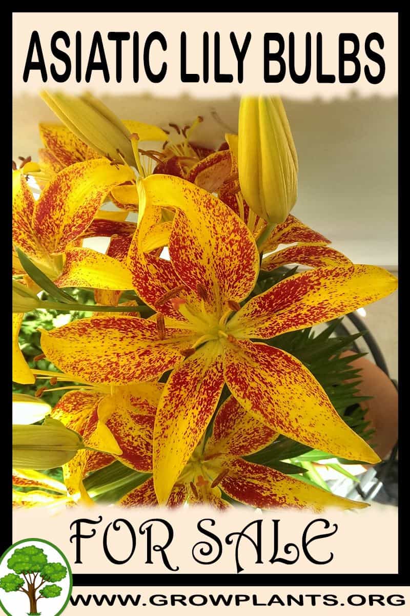 Asiatic lily