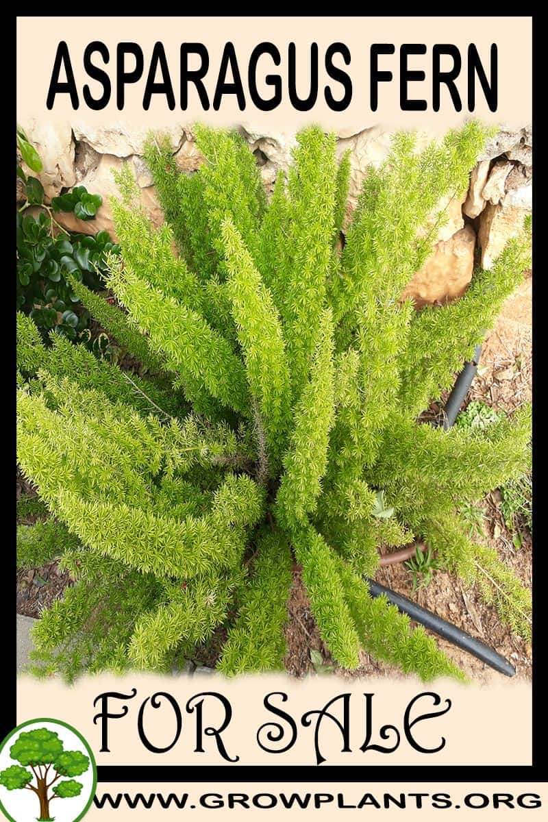 Asparagus fern