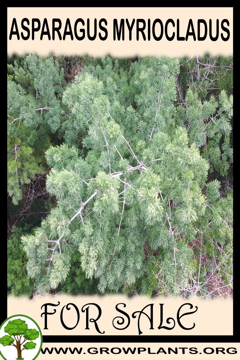 Asparagus myriocladus