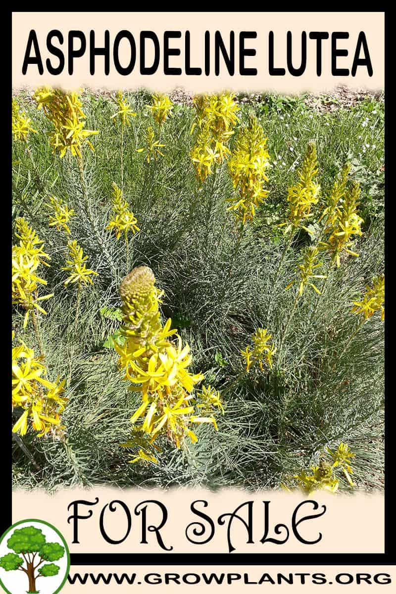 Asphodeline