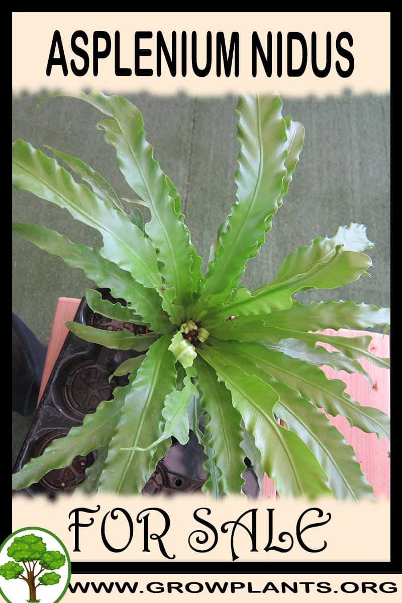 Asplenium nidus