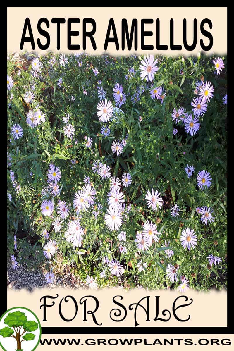 Aster amellus