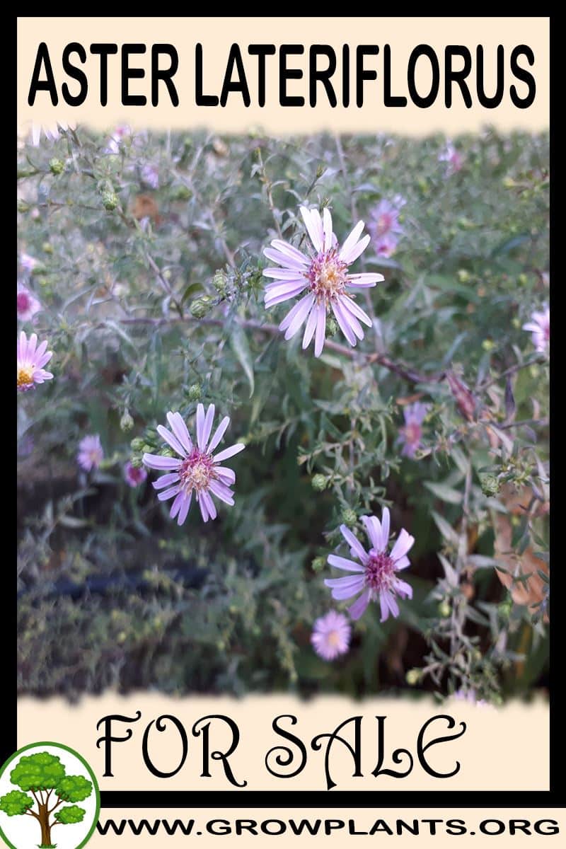 Aster lateriflorus