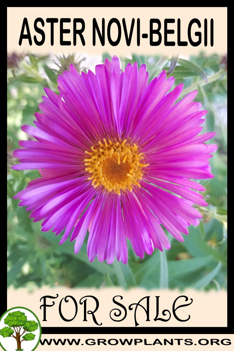 Aster novi-belgii