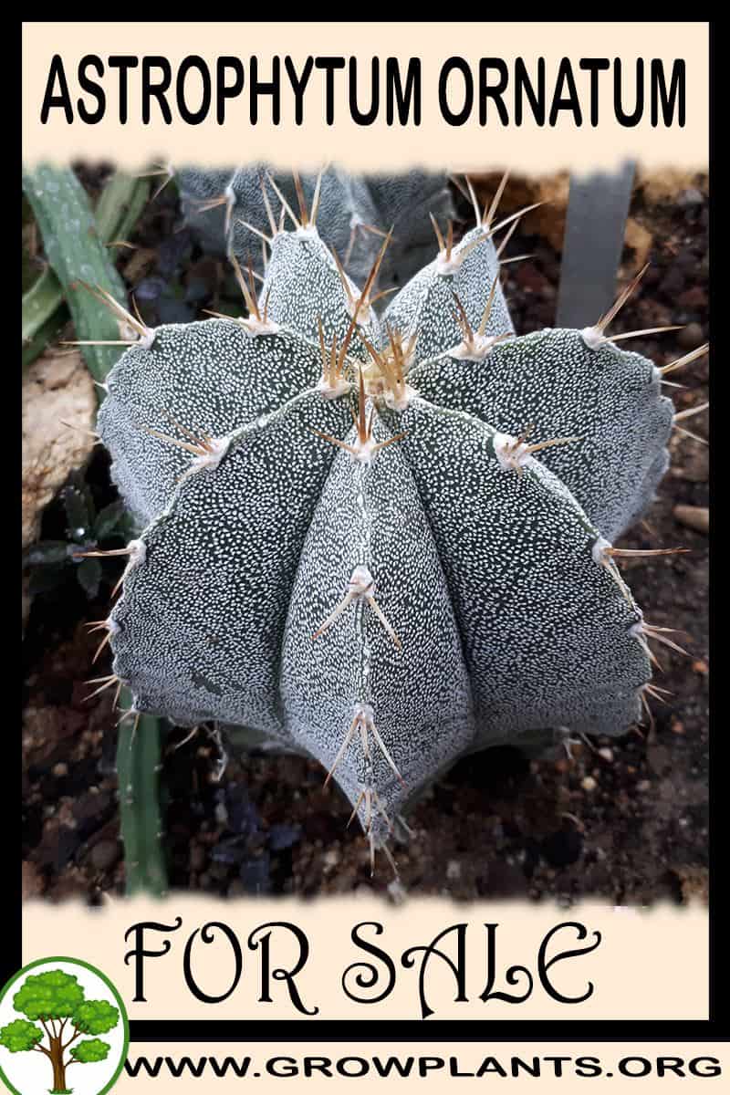 Astrophytum ornatum