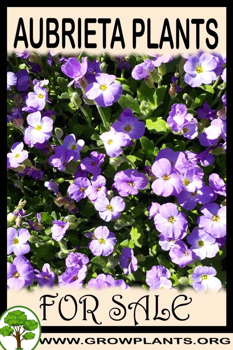 Aubrieta plants