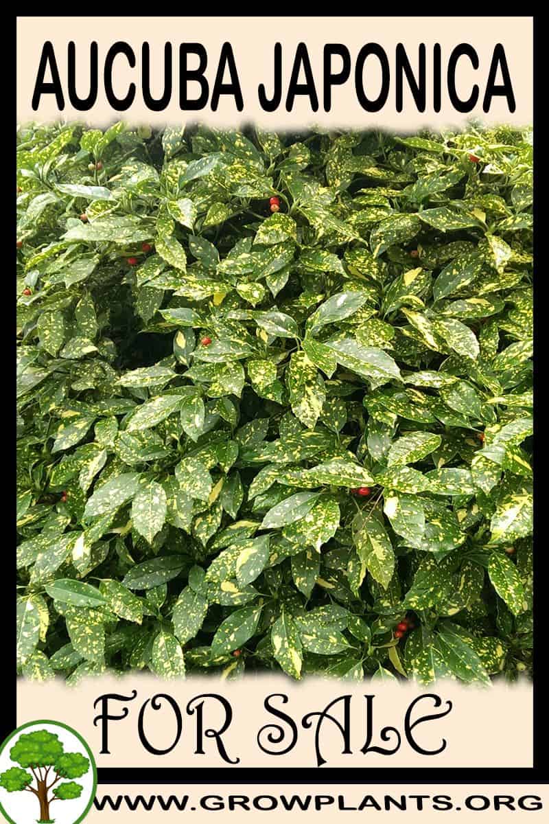 Aucuba japonica