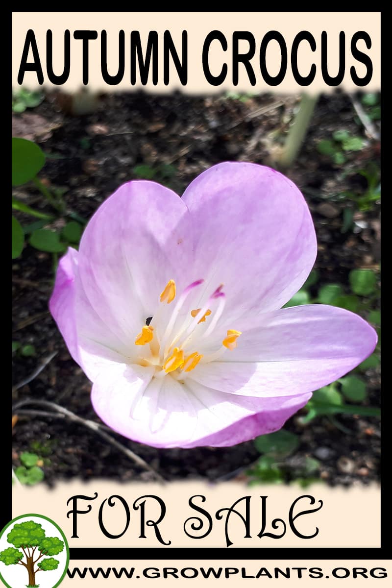 Autumn crocus