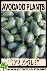 Avocado plants for sale