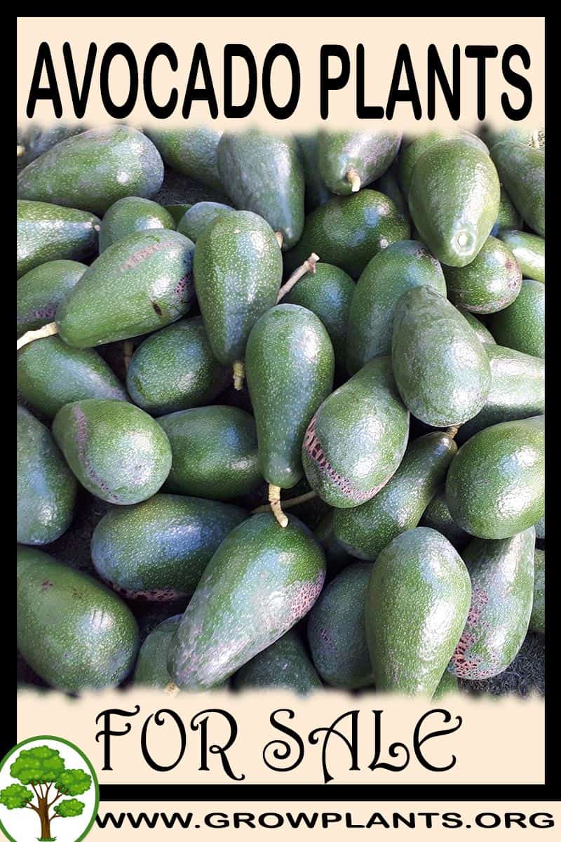Avocado plants