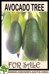 Avocado tree for sale