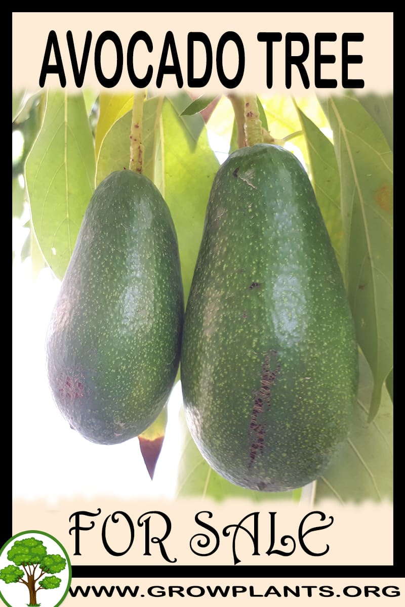 Avocado tree