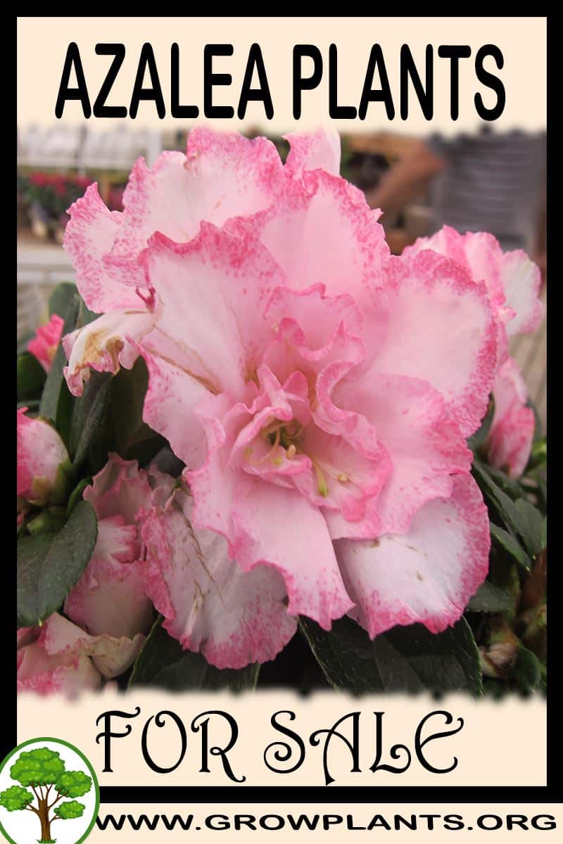 Azalea plants
