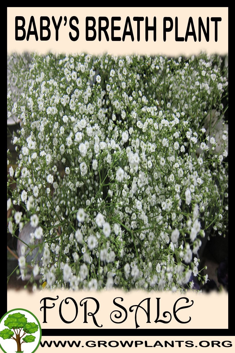 Baby’s breath