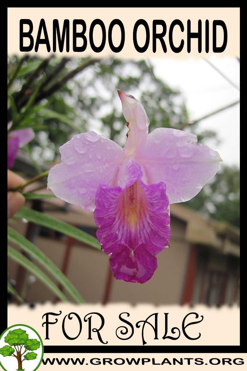 Bamboo orchid