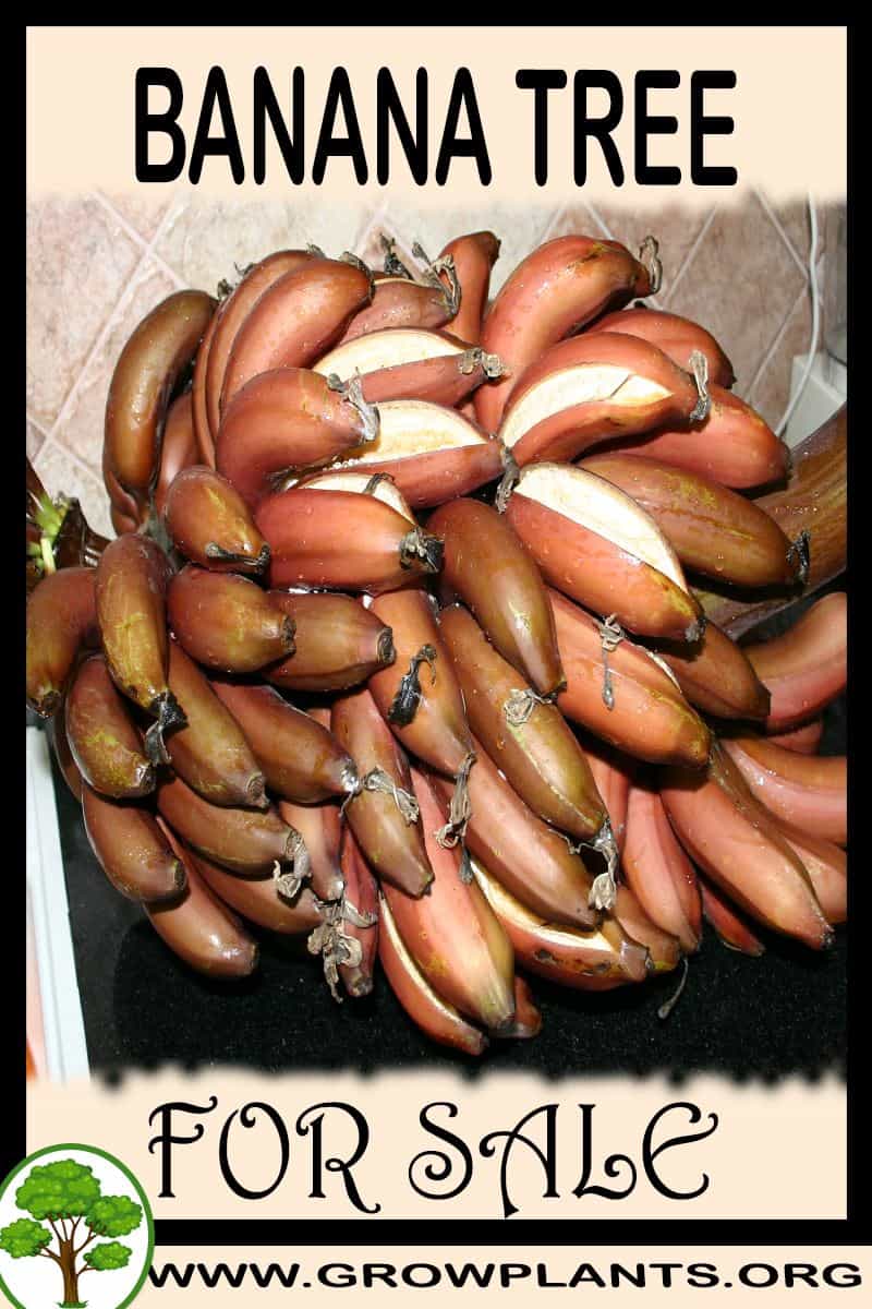 Banana tree