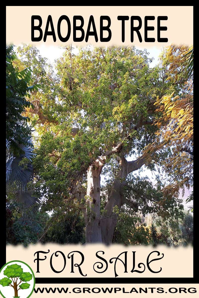 Baobab tree