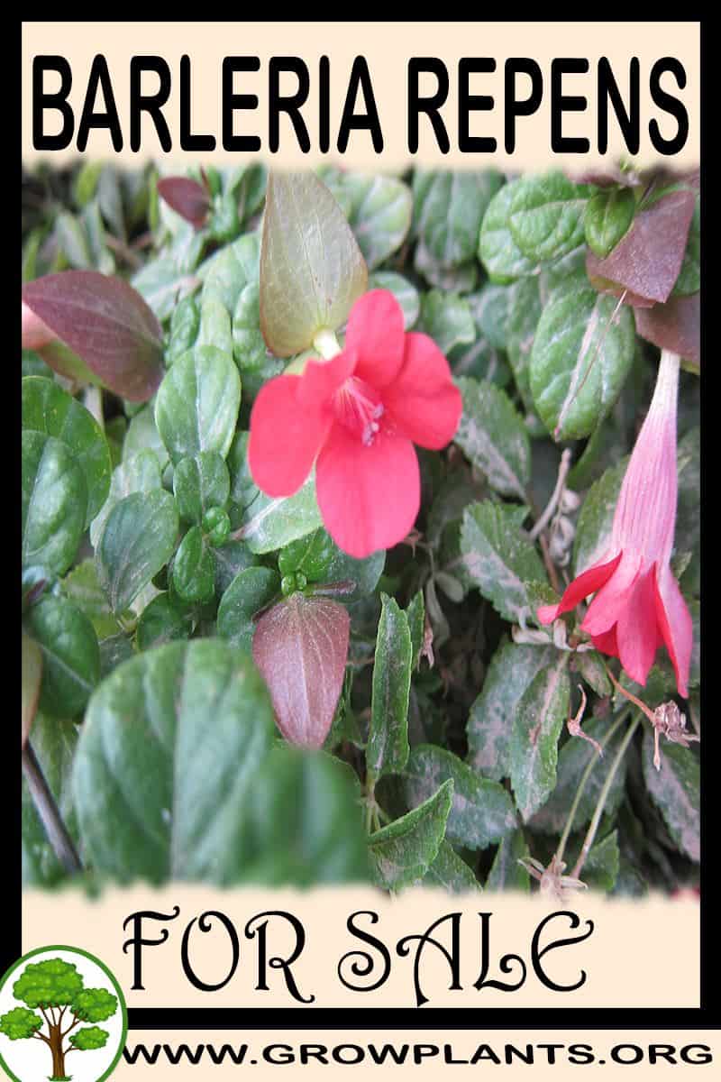 Barleria repens