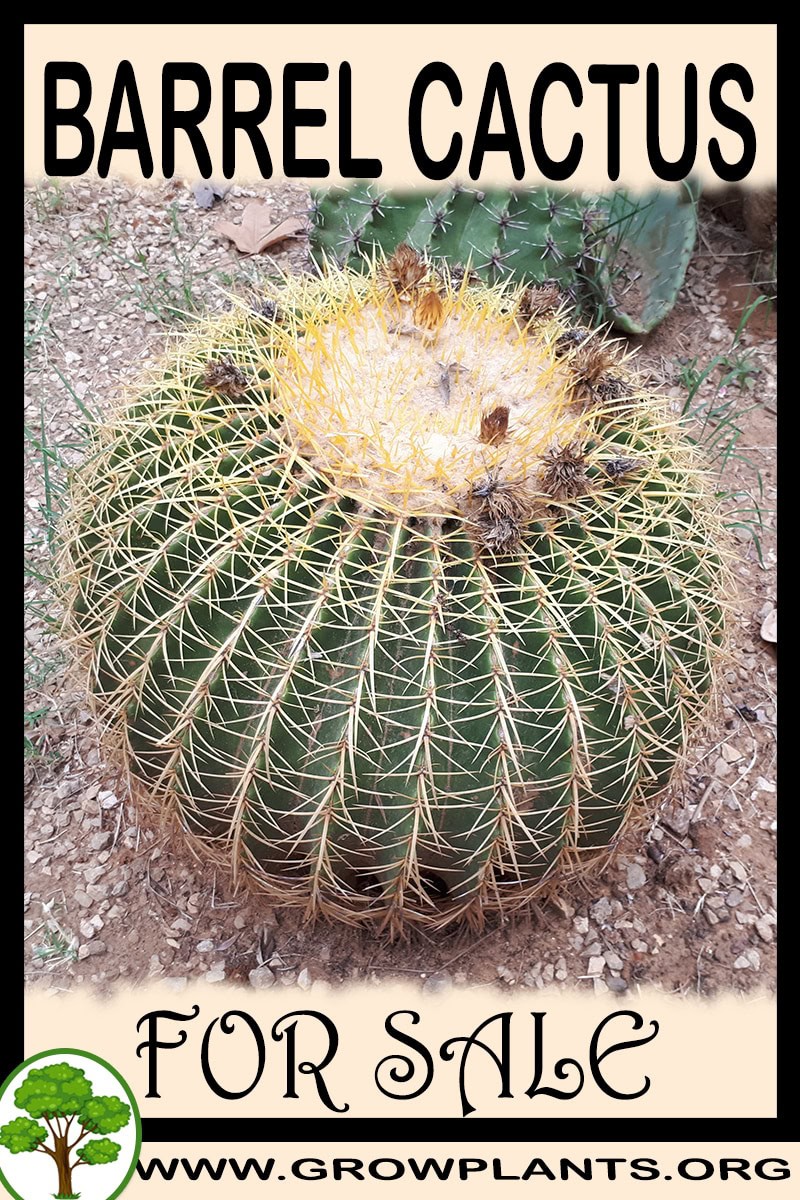 Barrel cactus