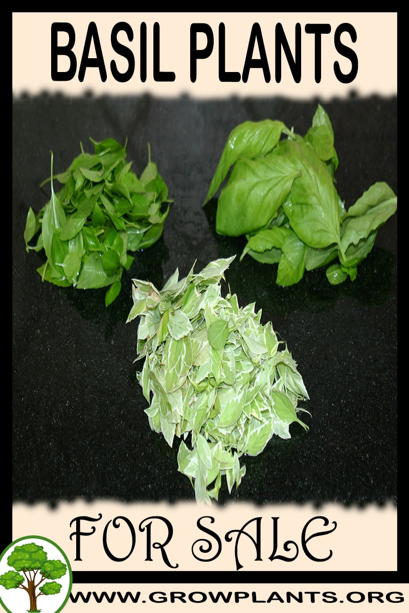 Basil plants