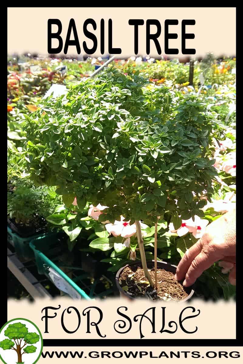 Basil tree