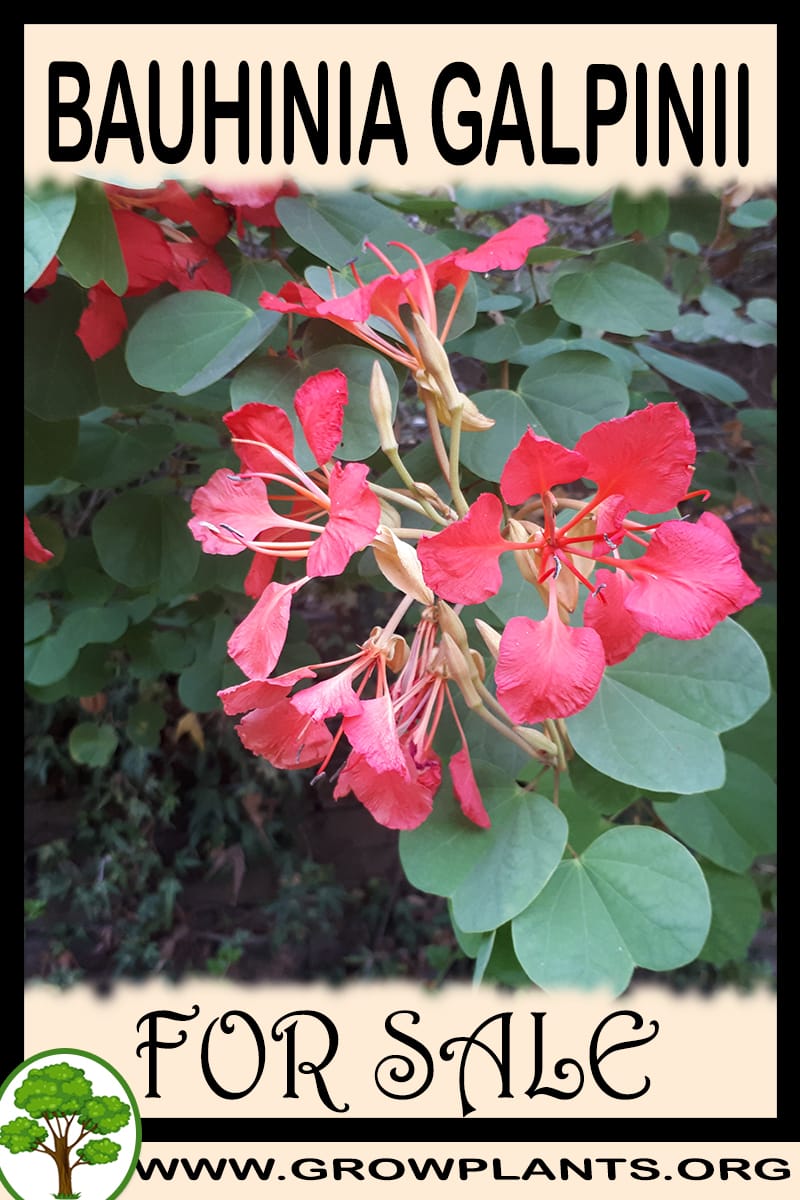 Bauhinia galpinii