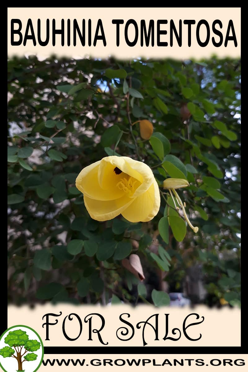 Bauhinia tomentosa
