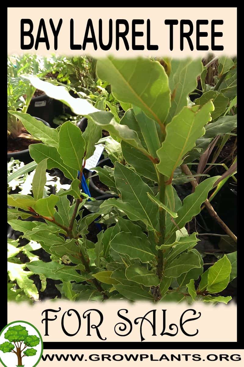 Bay laurel tree