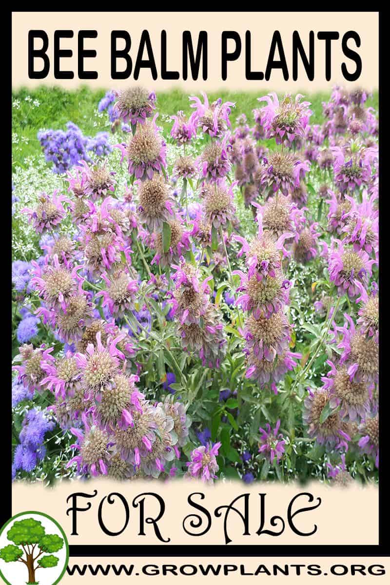 Bee balm plants