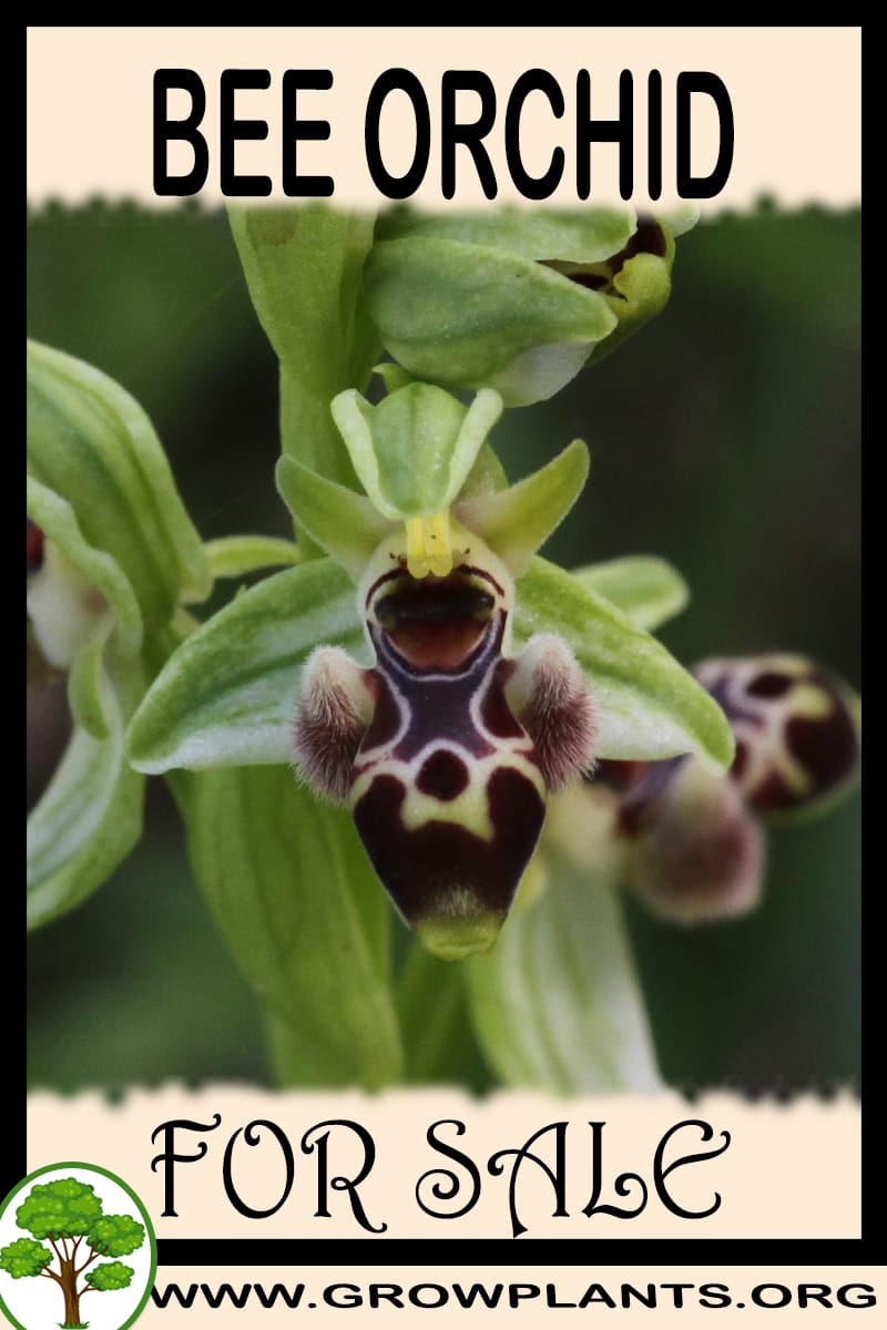 Bee orchid
