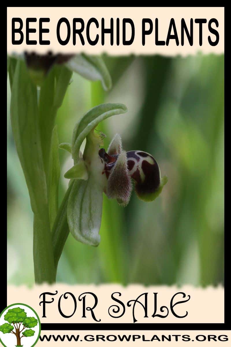 Bee orchid plants