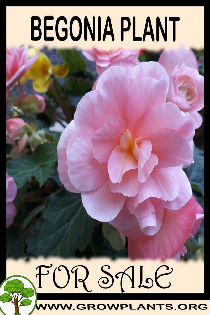 Begonia