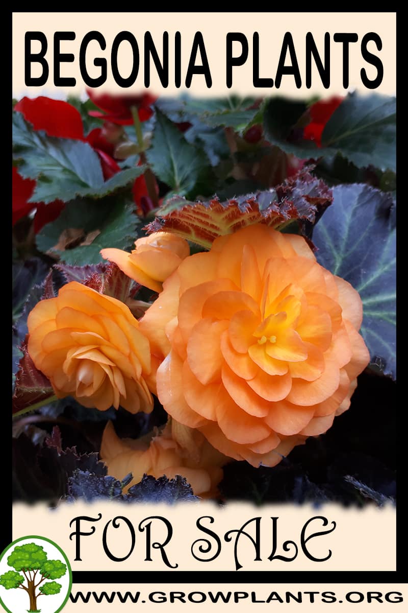 Begonia plants