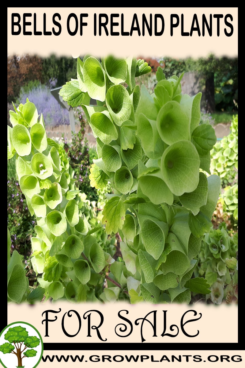 Bells of Ireland plants