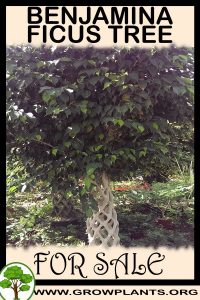 Benjamina ficus tree for sale