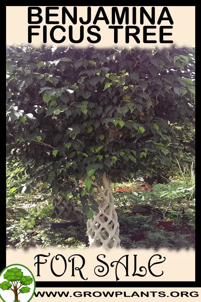 Ficus benjamina