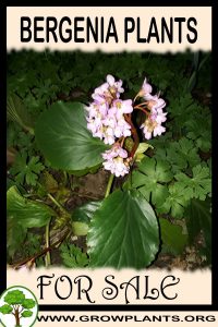 Bergenia plants for sale