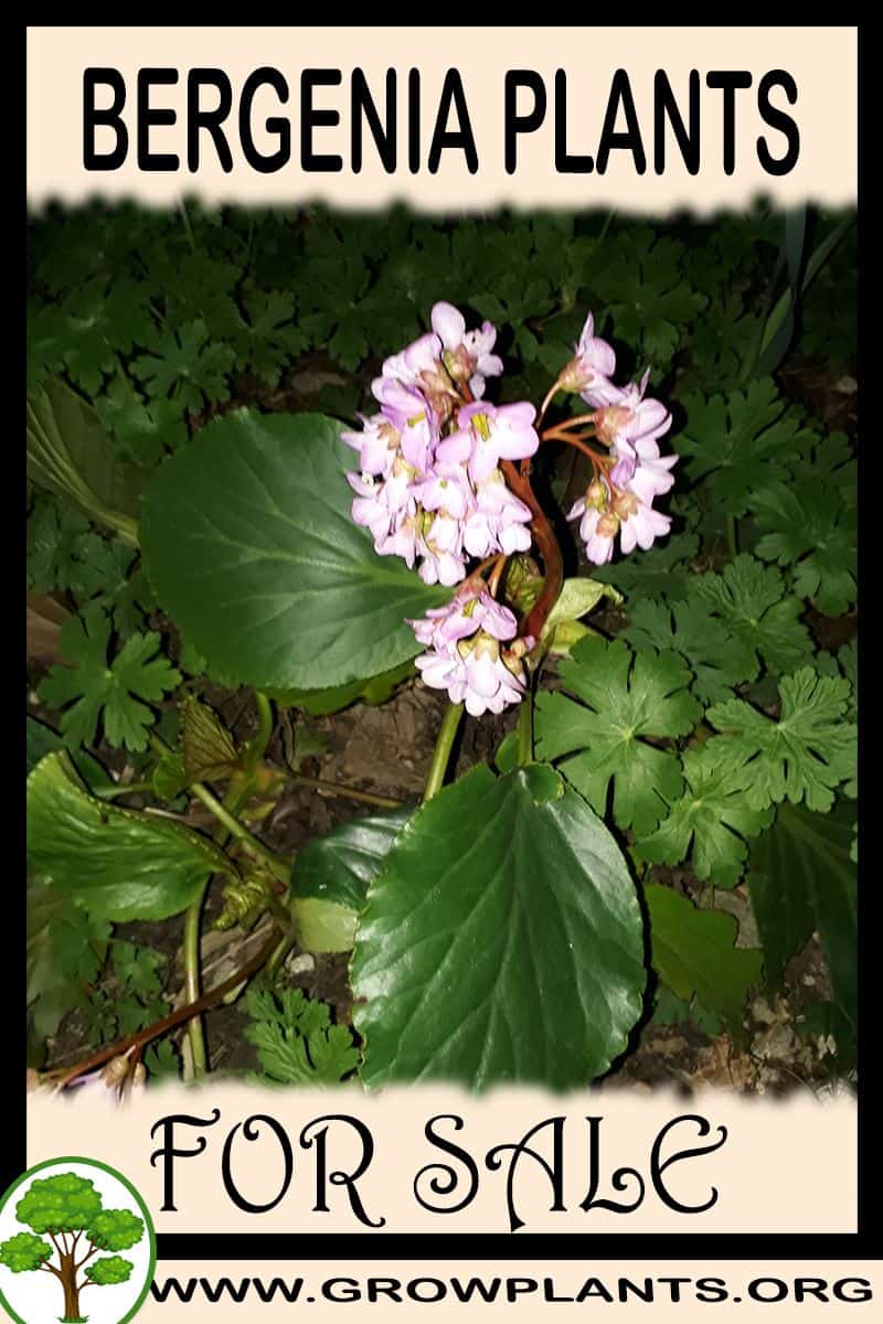 Bergenia plants