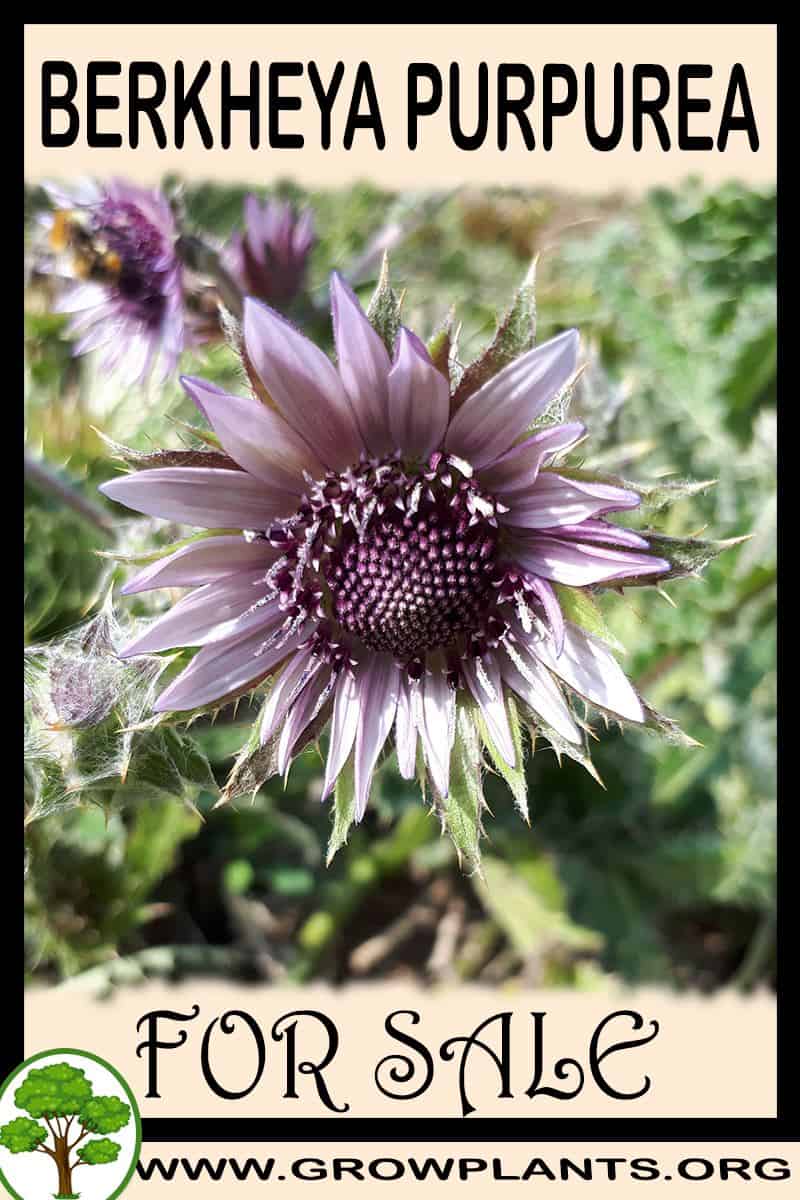 Berkheya purpurea