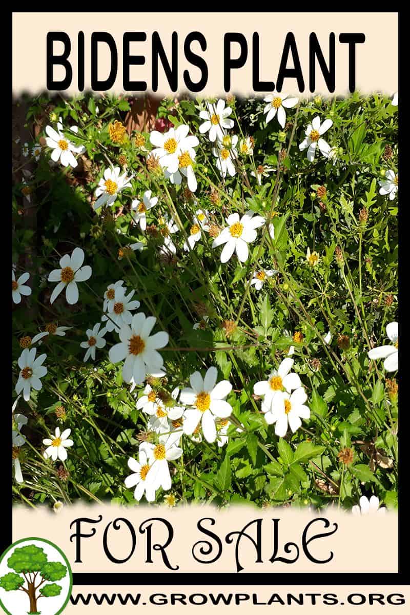 Bidens