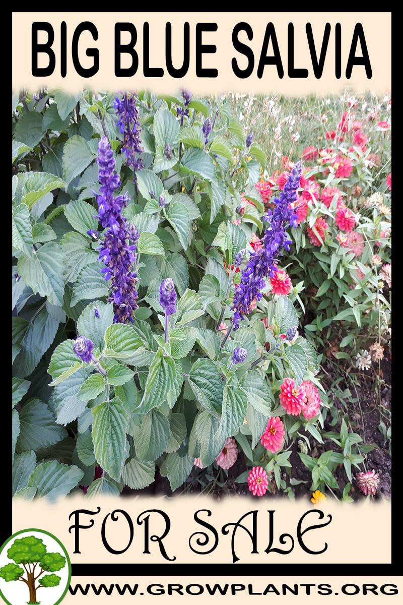 Big Blue Salvia