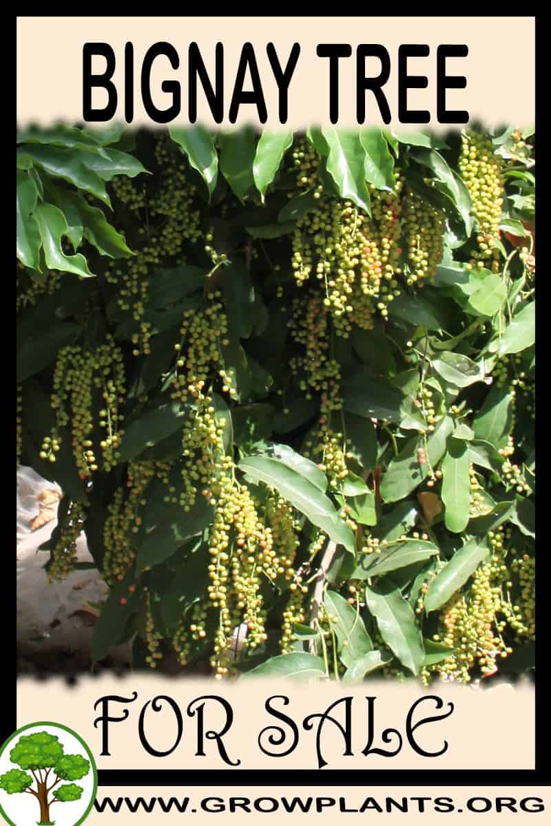 Bignay tree